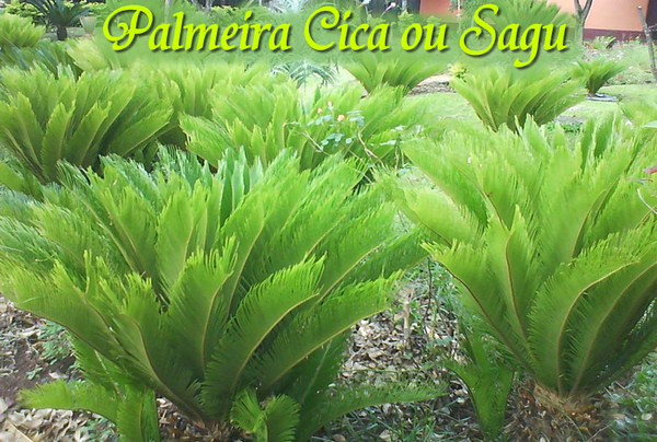 palmeira01